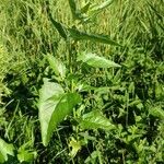 Atriplex sagittata Habit