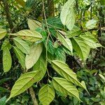 Ficus subincisa Hoja