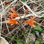 Lycoris sanguinea Květ