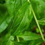 Verbena urticifolia Feuille