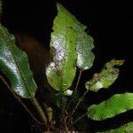 Elaphoglossum cinnamomeum Habit