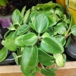 Peperomia serpens Leaf