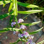 Angelonia biflora Blüte