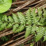Pteris similis Hostoa