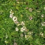 Coronilla variaFlower