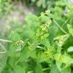 Mentha suaveolens Blad