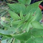 Sium sisarum Hoja
