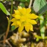 Trifolium dubium Blomst