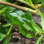 Scaevola aemula Leaf