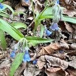 Mertensia paniculata Flower