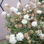 Argyranthemum frutescensKvět