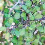 Corokia cotoneaster Blad