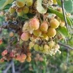 Gymnosporia putterlickioides Fruit