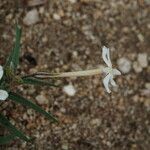 Phlox longifolia Fleur