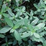 Alternanthera philoxeroides 葉