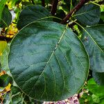 Cotinus coggygria Leaf