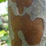 Psidium guajava 樹皮