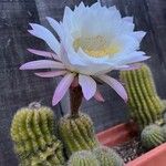 Echinopsis candicans Flower
