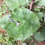 Petasites paradoxus Blatt