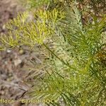 Sonchus arboreus Прочее