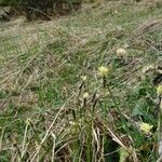 Carex montana Blomma