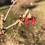 Hamamelis × intermedia Çiçek