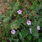 Erodium lebelii ശീലം