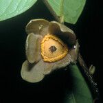 Fusaea longifolia Flower