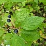 Cornus sanguineaLeaf