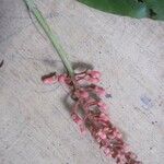 Isertia spiciformis Flower