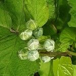 Rubus armeniacus Λουλούδι