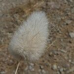 Lagurus ovatus Fleur