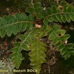 Asplenium aureum Buveinė