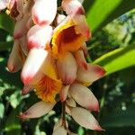 Alpinia zerumbet പുഷ്പം