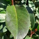 Photinia glabra Blad