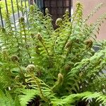 Polystichum braunii Лист