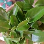 Peperomia serpens Lapas