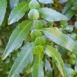 Azara lanceolata Blatt
