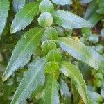 Azara lanceolata पत्ता