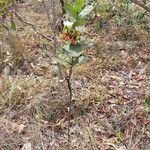 Odontadenia lutea Costuma