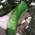 Entada polystachya Fruto