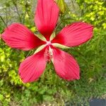 Hibiscus coccineus ফুল