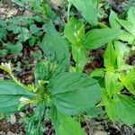 Spigelia anthelmia Leaf