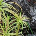 Dracophyllum secundum Yaprak