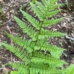 Dryopteris carthusiana برگ