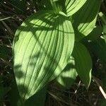 Cypripedium calceolus Fuelha