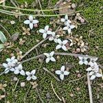 Arcytophyllum muticum Цветок