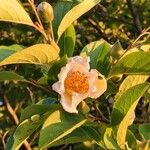 Stewartia monadelpha Λουλούδι