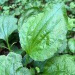 Plantago rugeliiLeaf