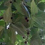 Celtis australis Fruit